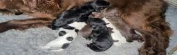 Cocker Spaniel dogs for sale: FTCH working cocker spaniel lines  - Advert 12