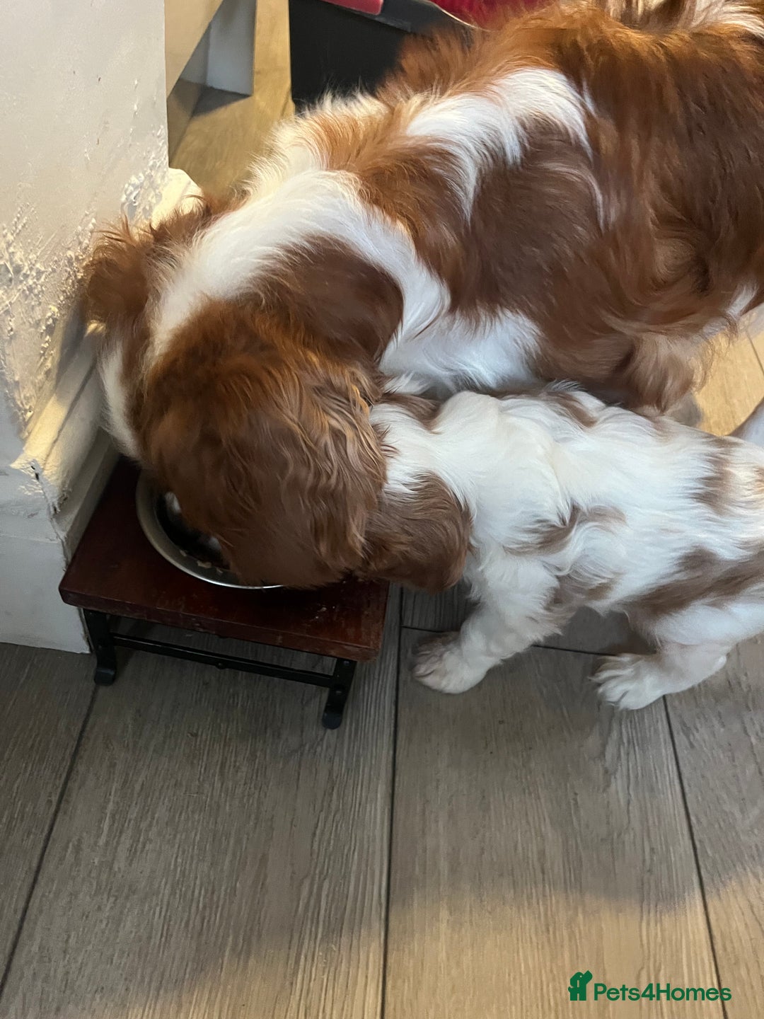 Cavalier King Charles Spaniel dogs for sale: Singleton Blenheim Cavalier Boy – Family Raised - Advert 18