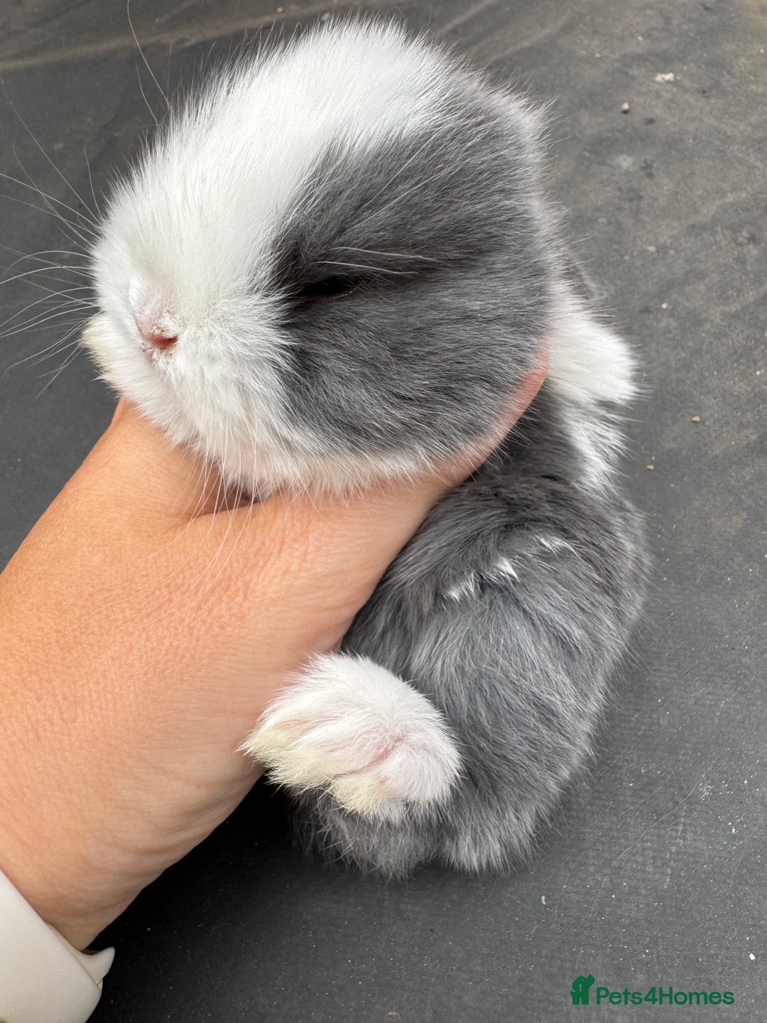 Mini Lop rabbits for sale: Pure bred min lop Babies  - Image 2