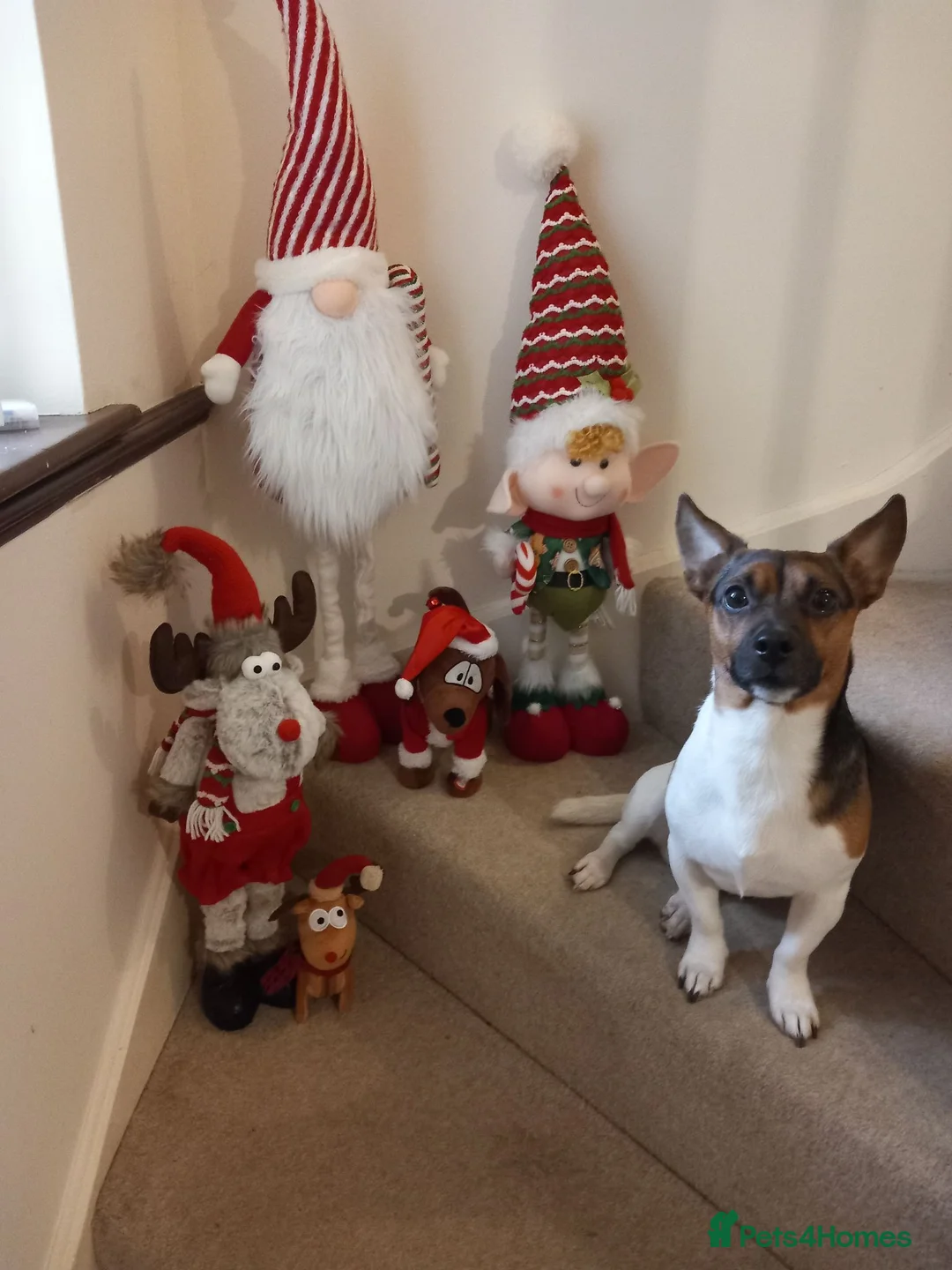 Jack Russell dogs for stud: Jack Russell for stud  - Advert 1