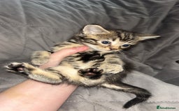 Mixed Breed cats for sale: Kittens  - Image 2