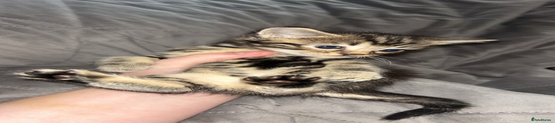 Mixed Breed Kitten 2