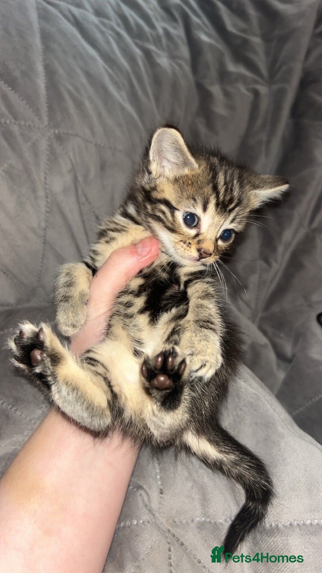 Mixed Breed cats for sale: Kittens  - Image 2