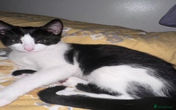 Domestic Shorthair cats for sale: 2 female Kittens - Image 8