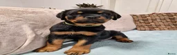 Rottweiler dogs for sale: 🩷 beautiful Happy Rottweiler Puppis 🩶 - Advert 6