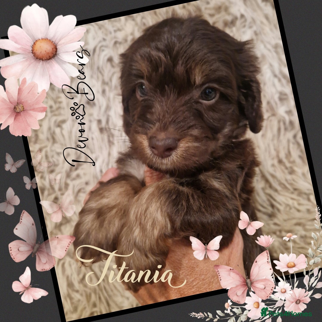 Cockapoo dogs for sale: Chunky health tested stunning English cockerpoos. - Image 15