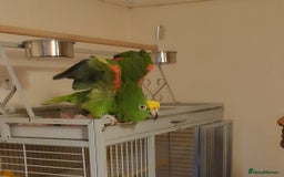 Parrots birds for sale: Male Panama Amazon - Image 1