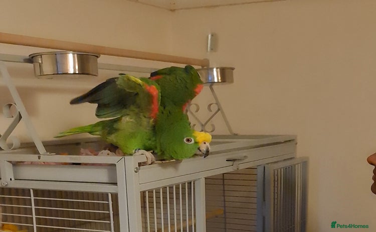 Parrots birds - Advert 7