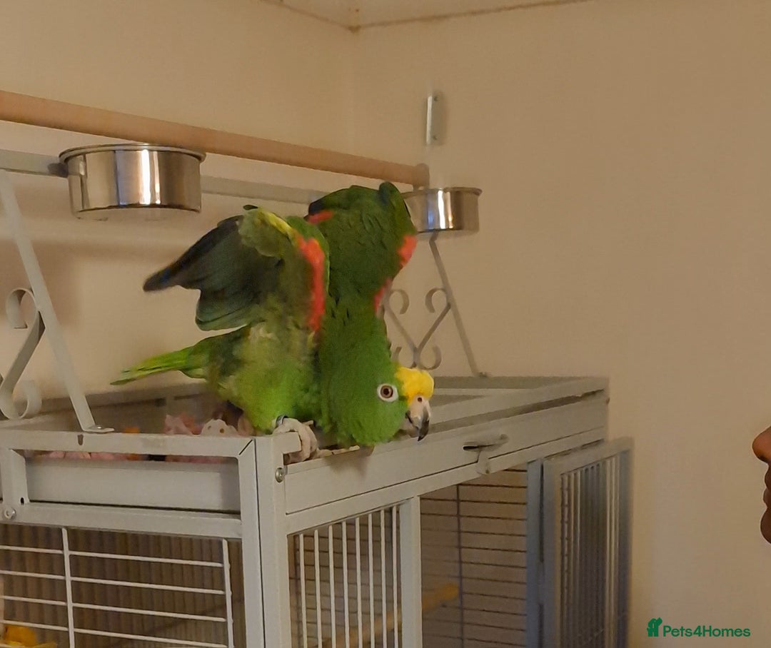 Parrots birds for sale: Male Panama Amazon - Image 1