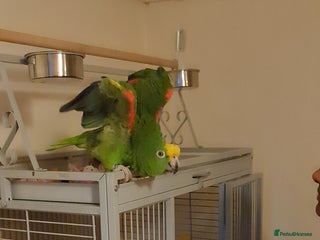 Parrots birds for sale - Advert 1