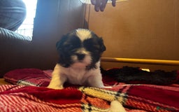 Lhasa Apso dogs for sale: 6 beautiful Lhasa Apso puppies - Image 15
