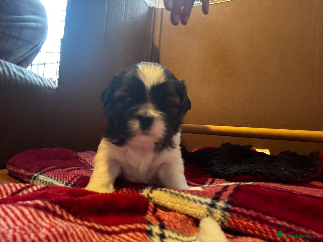 Lhasa Apso dogs for sale: 6 beautiful Lhasa Apso puppies - Image 15