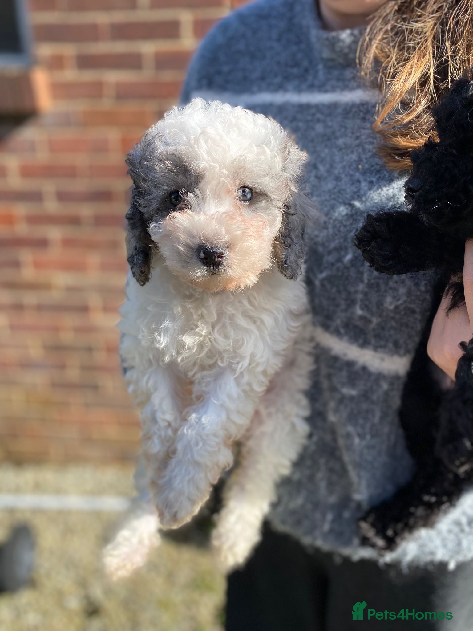 Cavapoo dogs Beautiful cavapoo puppies ready now - Advert 1