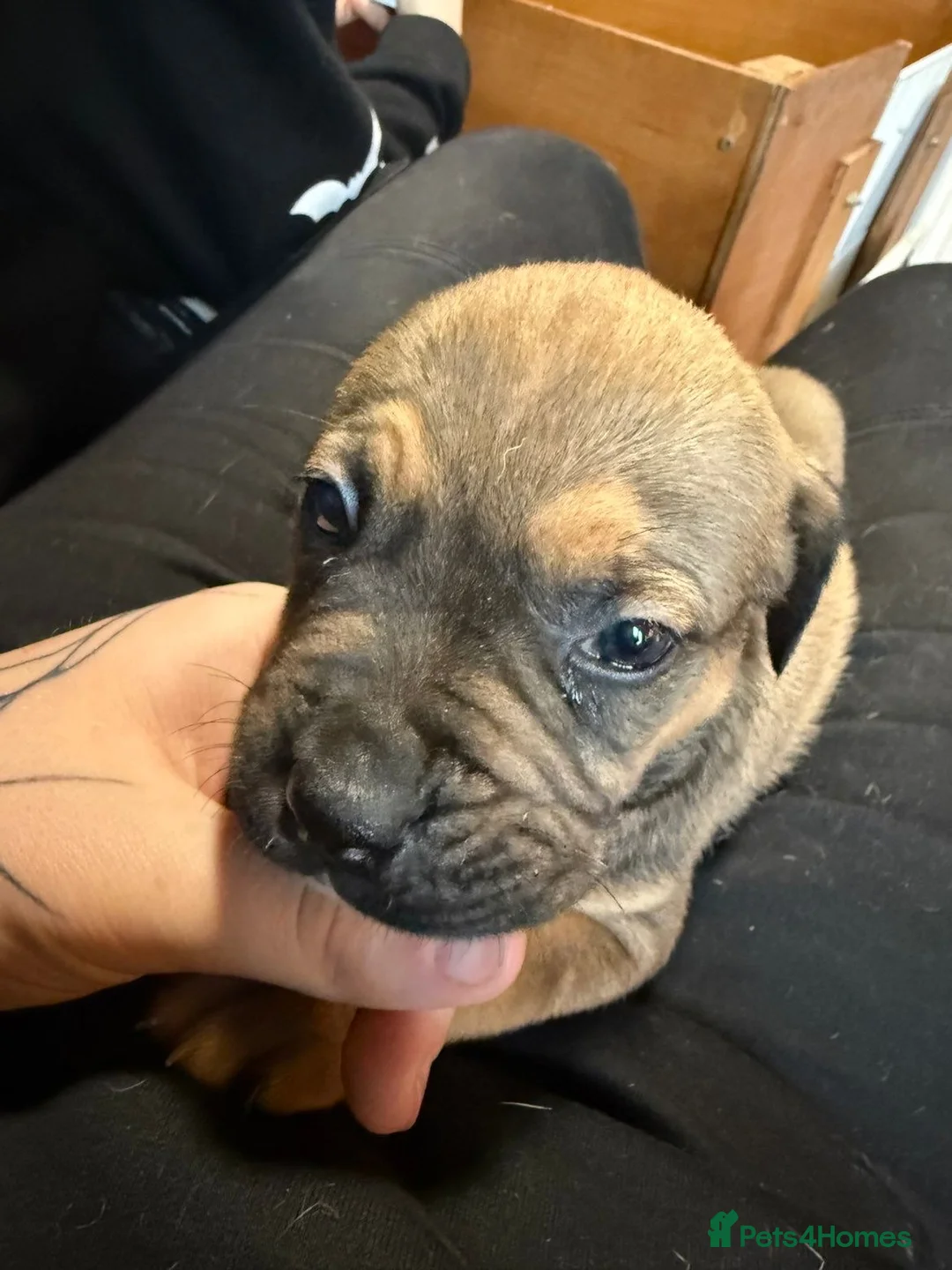 American Bulldog dogs for sale: American bulldog  - Advert 9