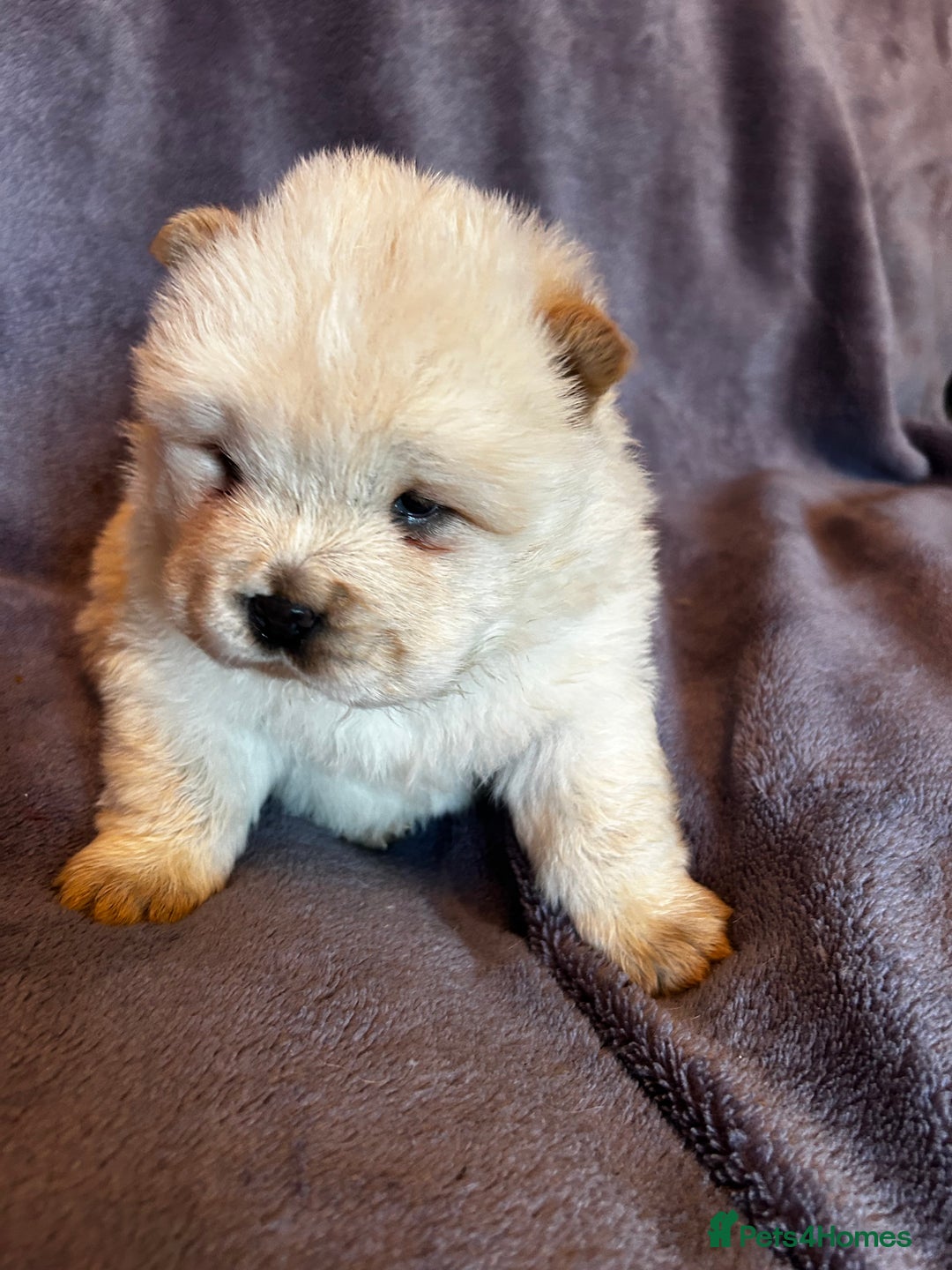 Chow Chow dogs for sale: Stunning chow chow puppies  - Advert 36