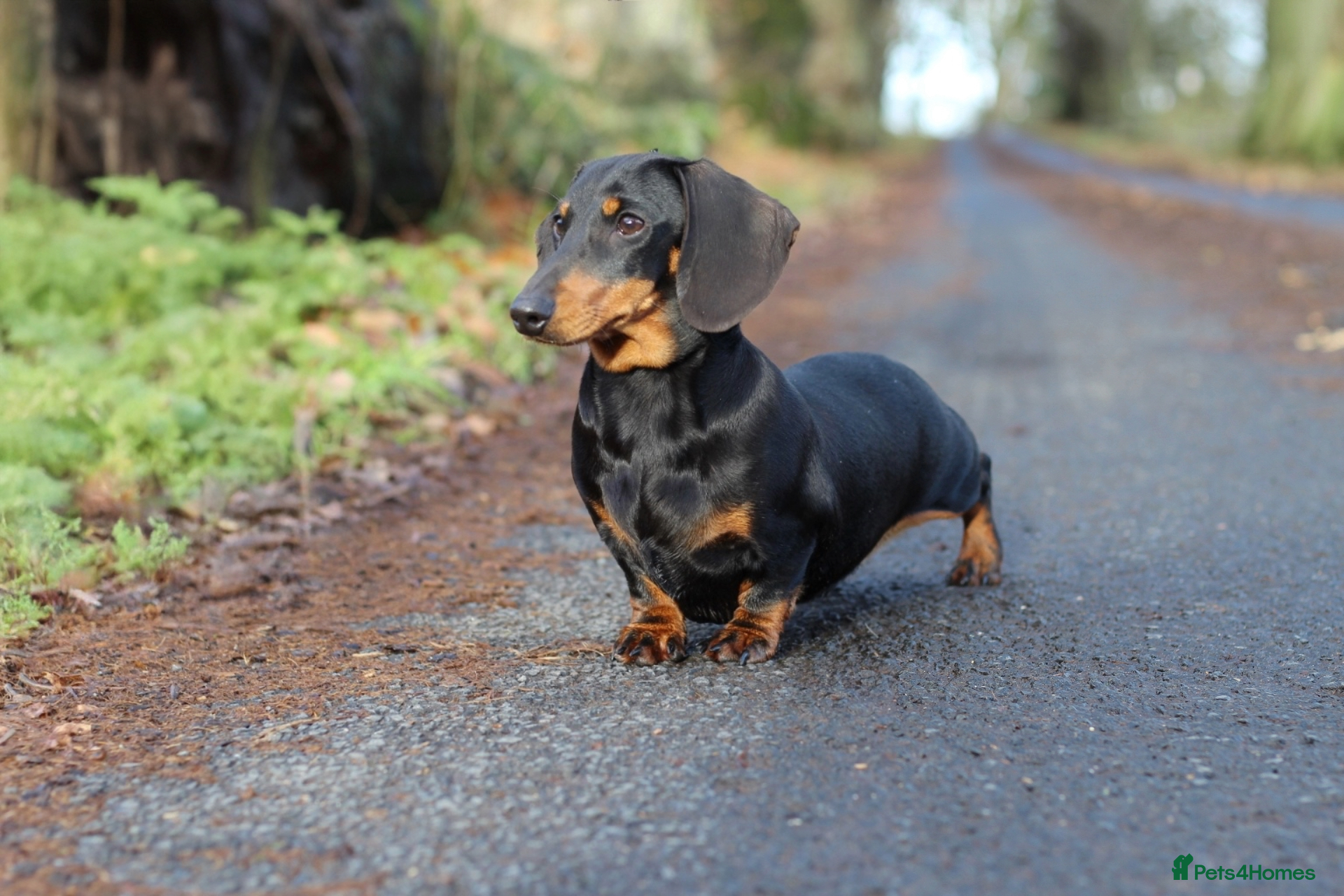 Miniature Dachshund dogs IVDD screened parents, 11mth old B&t girl  - Advert 2