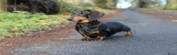 Miniature Dachshund dogs for sale: IVDD screened parents, 11mth old B&t girl  in Bridgnorth - Advert 1