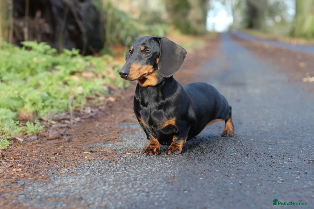Miniature Dachshund dogs for sale: IVDD screened parents, 11mth old B&t girl  in Bridgnorth - Advert 1