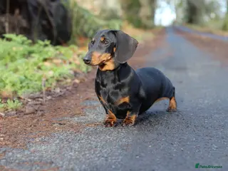 Miniature Dachshund dogs IVDD screened parents, 11mth old B&t girl - Advert 5