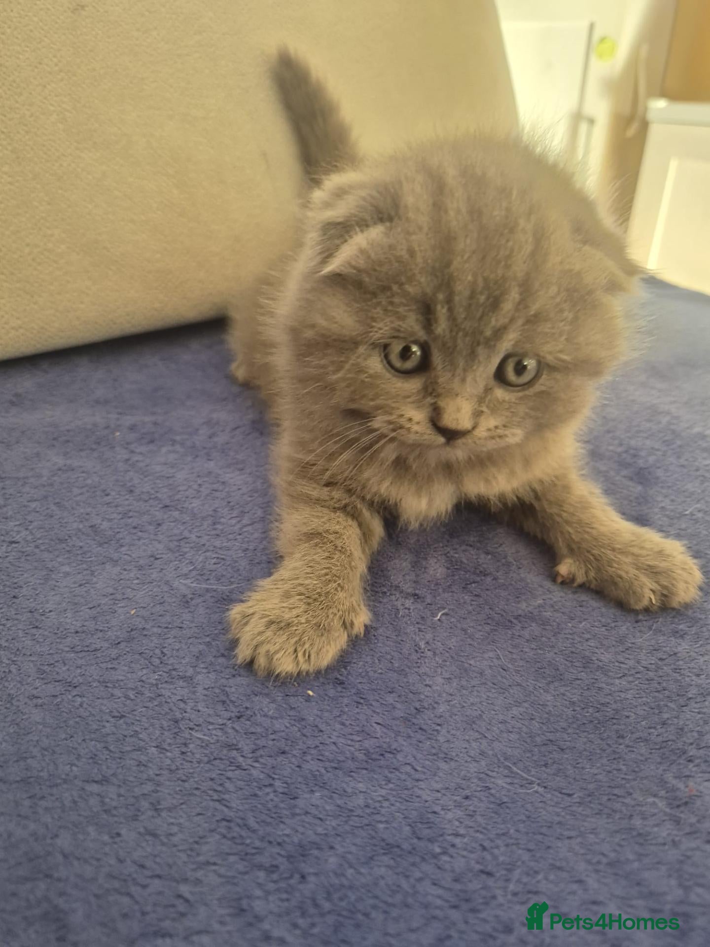 Scottish Fold cats Scottish fold and straight, girl, boy - Advert 1
