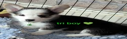 Welsh Corgi Pembroke dogs for sale: Quality, dna clear healthy fit pups - Advert 10
