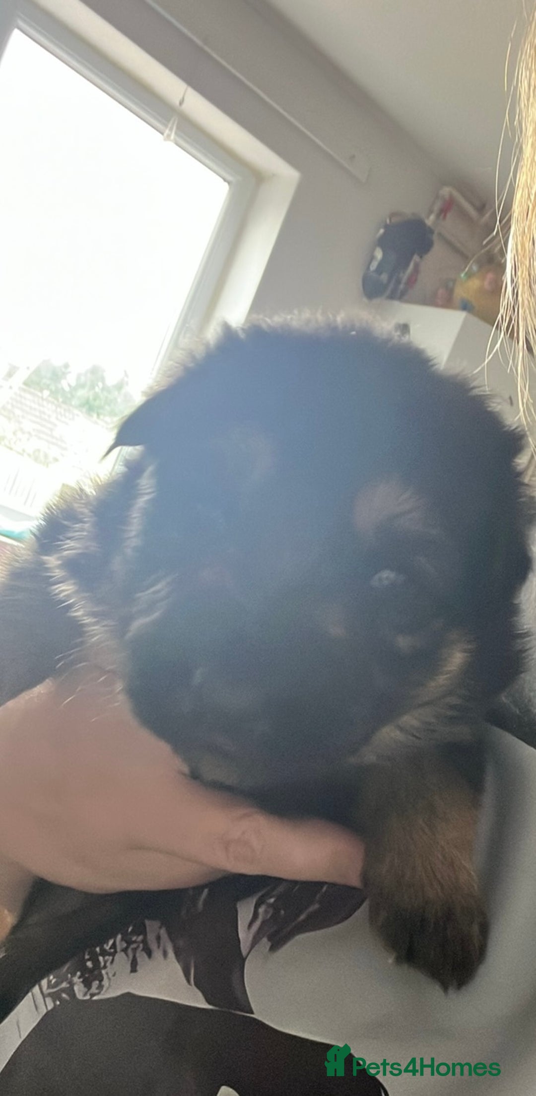 German Shepherd dogs for sale: German Shepard puppies.  - Image 5