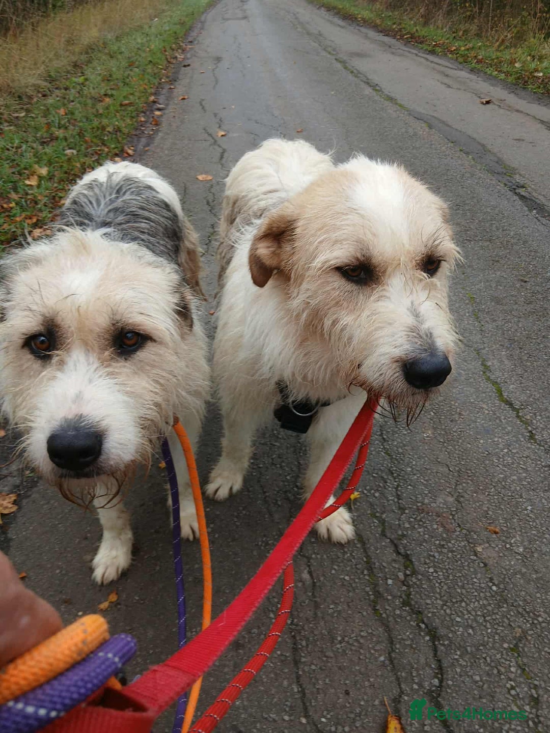 Mixed Breed dogs for adoption: Harley 💙 ( & brother Hershey )  - Advert 6