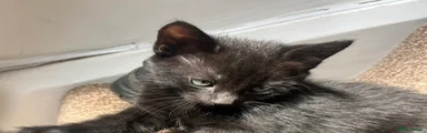 Black kitten