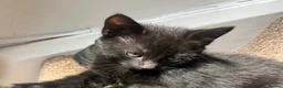 Mixed Breed cats for sale: The cutest mixed breed trio - Advert 7