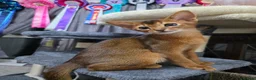 Abyssinian cats for sale: 🌟 Show Quality Abyssinian Boy – Ready to go  - Advert 5