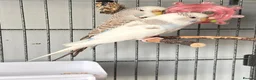 Budgerigars birds for sale: Female & Male Budgies with cage and accessories  - Advert 4