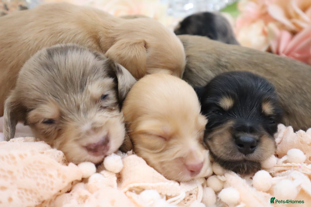 Miniature Dachshund dogs for sale: KC Longhair Miniature Dachshund Puppies - Image 38