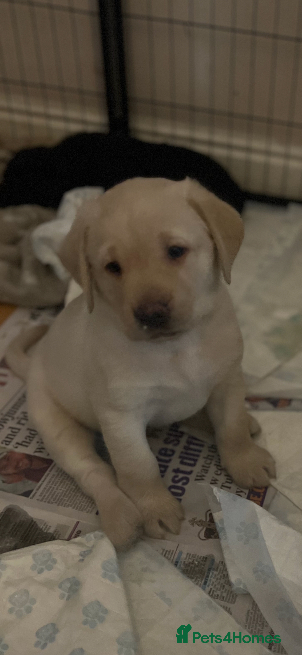 Labrador Retriever dogs Beautiful KC registered Labrador puppies  - Advert 16