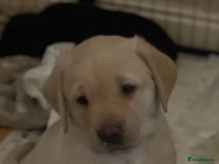 Labrador Retriever dogs Beautiful KC registered Labrador puppies - Advert 16