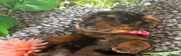 Miniature Dachshund dogs for sale: KC pedigree Mini Dachshund puppies - Advert 24