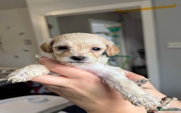 Sproodle dogs for sale: Gorgeous Sproodle Puppies - Image 8
