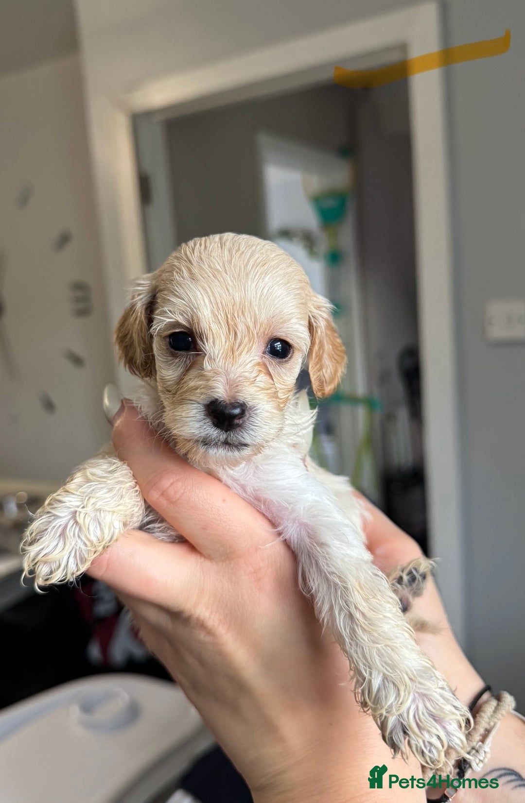 Sproodle dogs for sale: Gorgeous Sproodle Puppies - Image 8