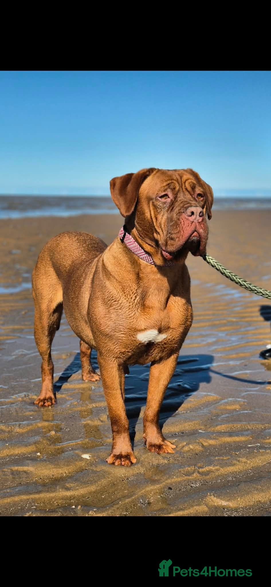 Dogue De Bordeaux dogs Dogue de bordeaux puppies  - Advert 2