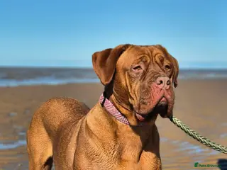 Dogue De Bordeaux dogs Dogue de bordeaux puppies - Advert 2