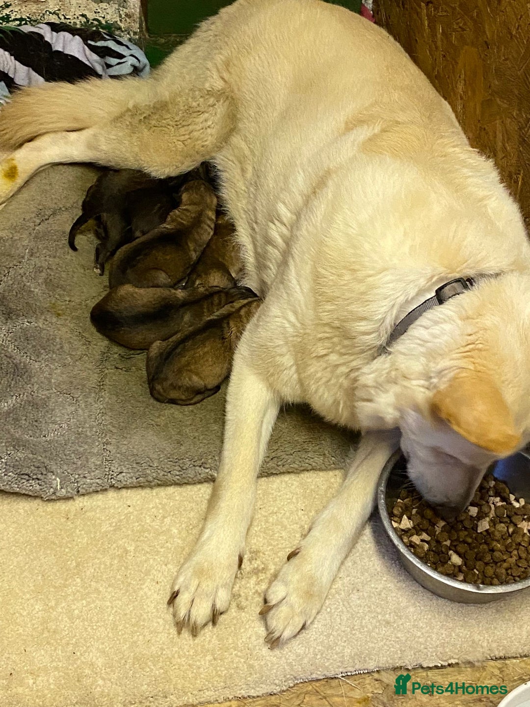 German Shepherd dogs for sale: 5 german shepherd puppies for sale - Image 6