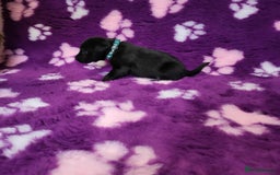 Labrador Retriever dogs for sale: KC registered yellow/black labrador puppies  - Image 20