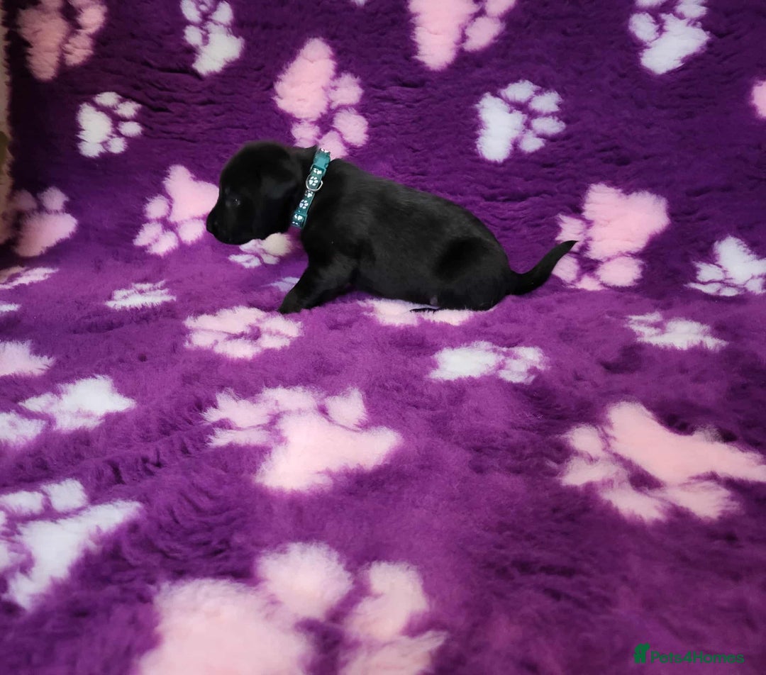 Labrador Retriever dogs for sale: KC registered yellow/black labrador puppies  - Image 20