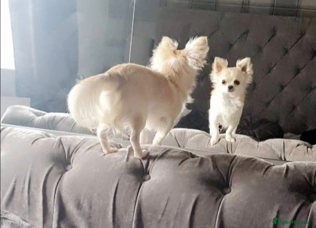 Chihuahua dogs for sale: X2 males chihuahua puppies - Image 7