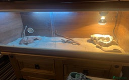 Gecko reptiles for sale: 2 x sand gecko and set up - Image 1