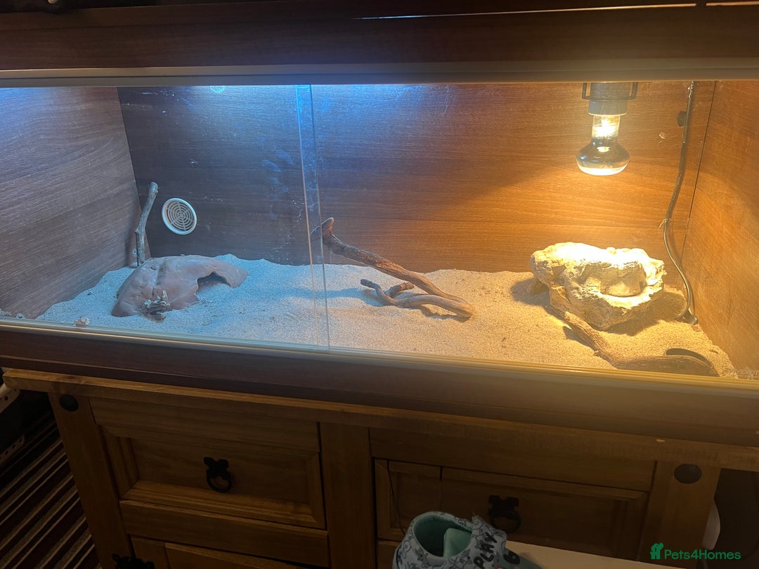 Gecko reptiles for sale: 2 x sand gecko and set up - Image 1