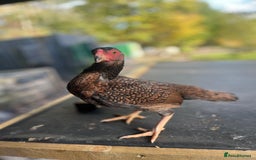 Chickens poultry for sale: Bantam Aseel  - Image 1