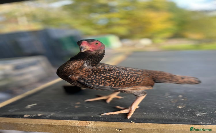 Chickens poultry - Advert 2