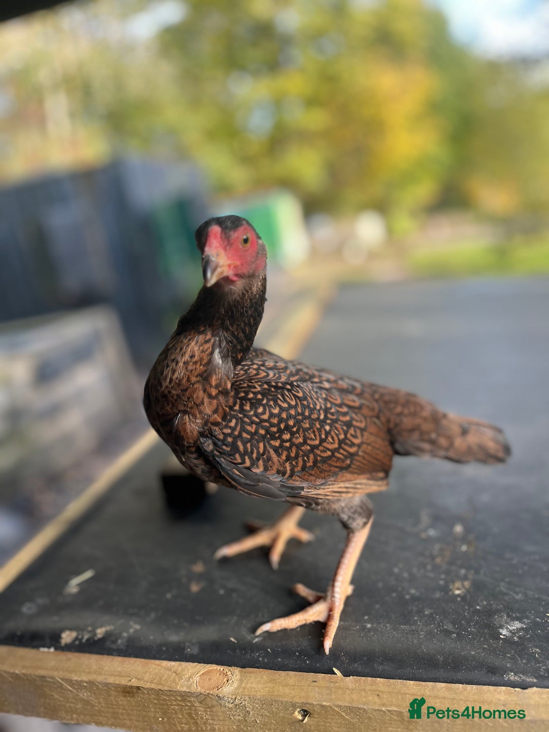 Chickens poultry for sale: Bantam Aseel  - Image 1