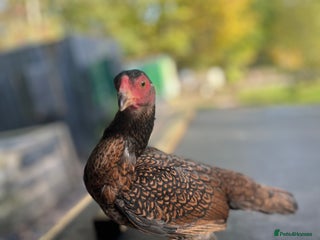 Chickens poultry - Advert 1