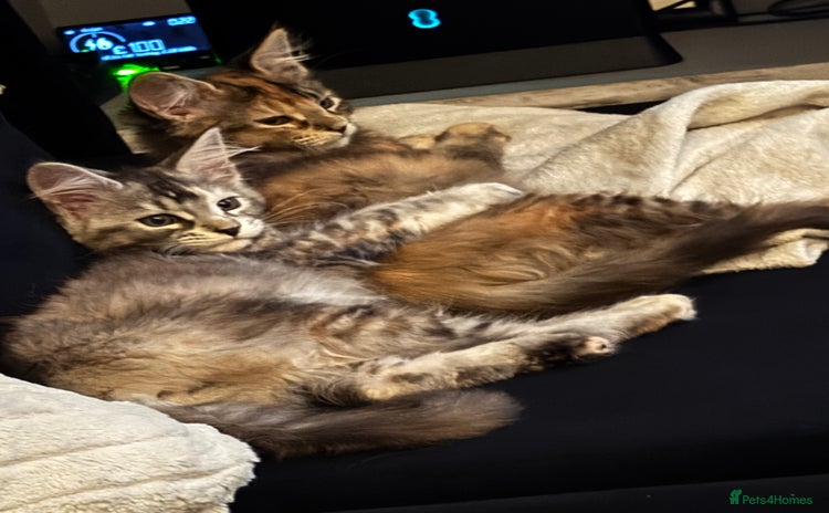 Maine Coon cats - Advert 9